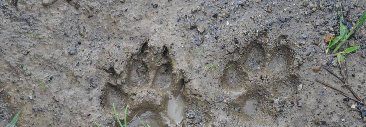 Animal tracking | Dorset Bushcraft courses | Wildway bushcraft